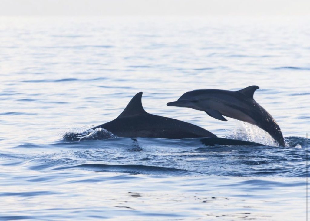 delfines 15