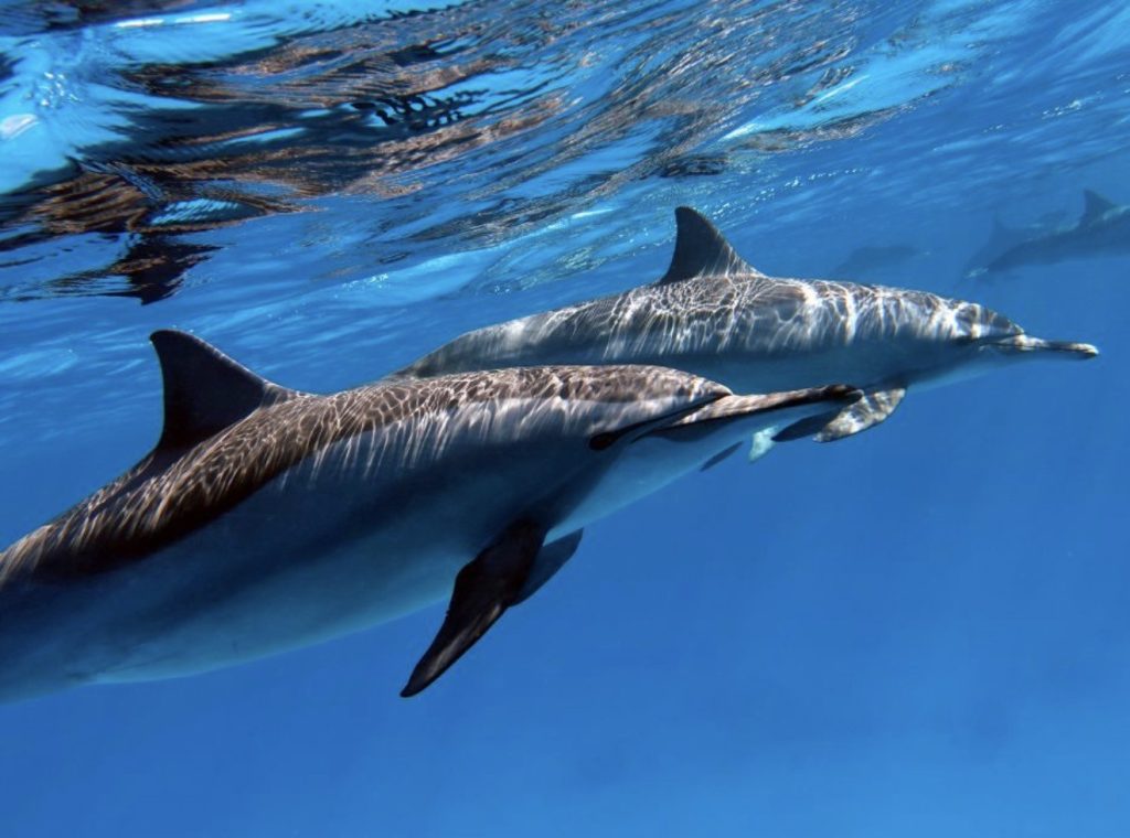 delfines 2
