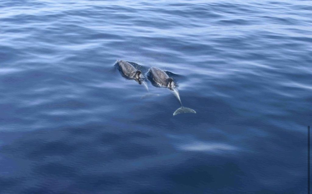 delfines 21