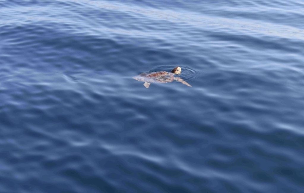 delfines 22