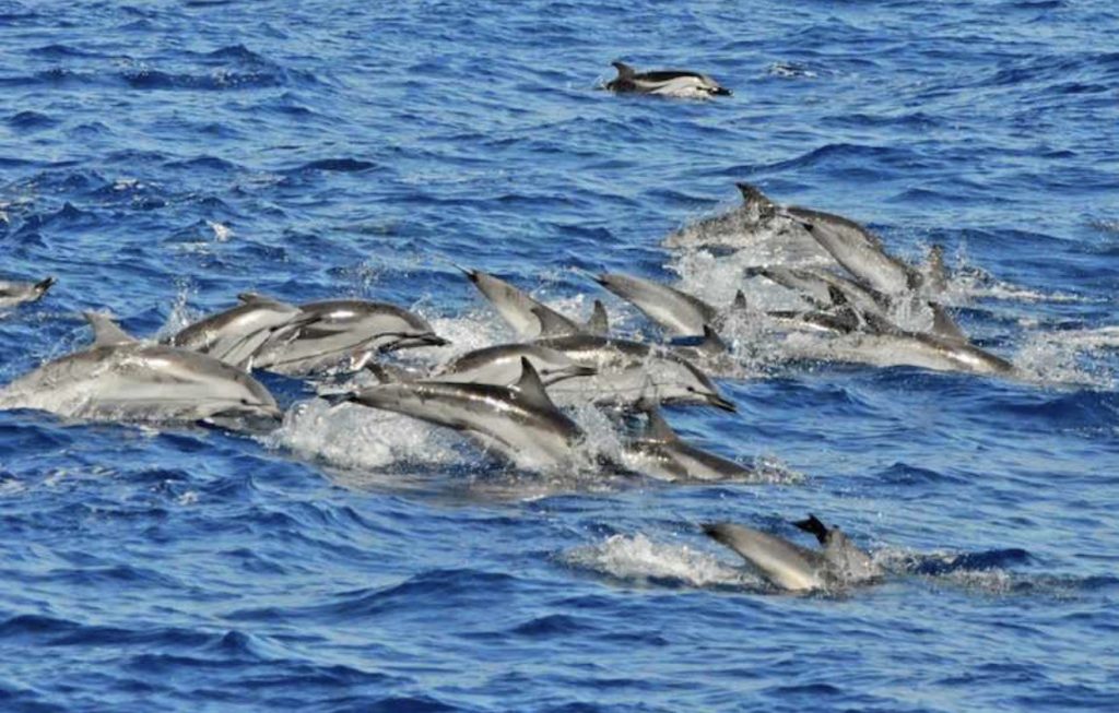 delfines 23