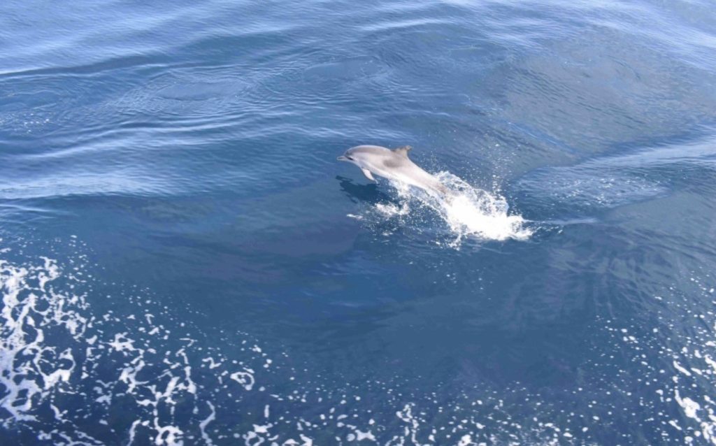 delfines 24