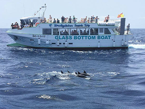 lineas salmon delfines