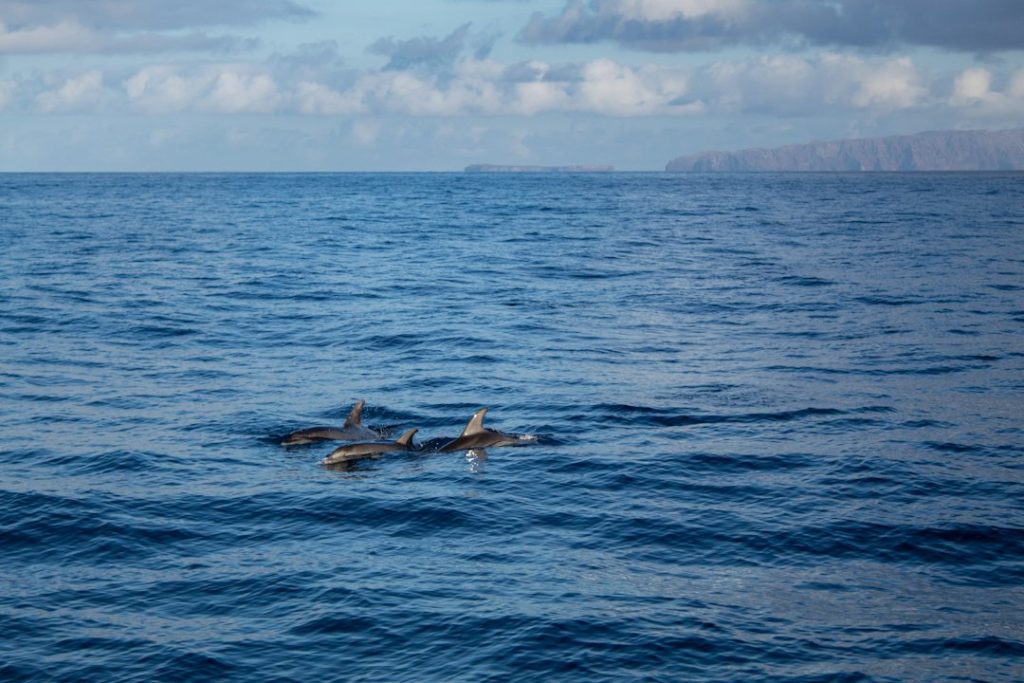 Dolphins swimming in the Atlantic for a family-friendly Gran Canaria excursion